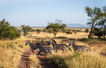 Tanzania Safari Adventure