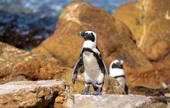 Cape Town & the Garden Route