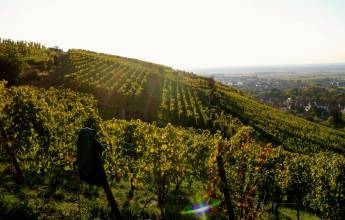 Discover Burgundy & Alsace – Premium Adventure