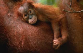 Primates & Dragons of Indonesia