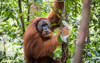 Primates & Dragons of Indonesia