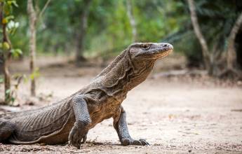 Primates & Dragons of Indonesia
