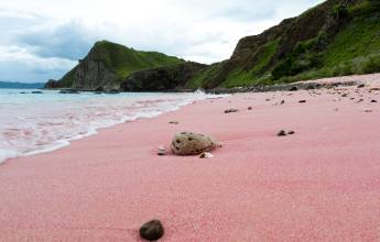 Primates & Dragons of Indonesia