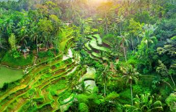 Primates & Dragons of Indonesia