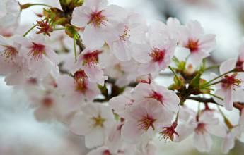 Signature Japan | Through Temples & Time