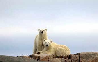 Svalbard Arctic Adventure – Polar Summer
