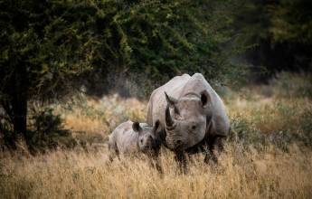 Signature South Africa | Across the Wild Plains