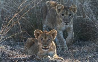 Signature South Africa | Across the Wild Plains