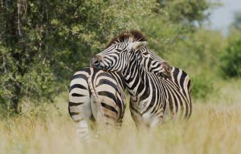 Signature South Africa | Across the Wild Plains