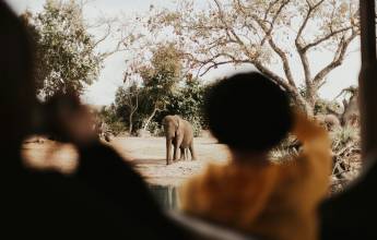 Essential Kruger Safari – Family Adventure