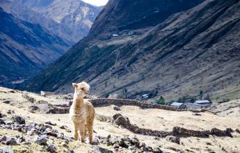 Lares Trek to Machu Picchu