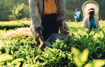 Signature Sri Lanka | The Island of Serendipity