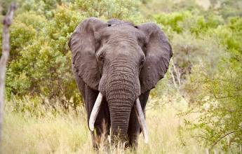 Essential Kruger Safari – Family Adventure