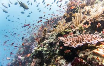 Signature Indonesia | The Sacred Wild Isles