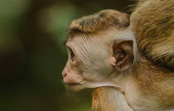 Signature Sri Lanka | The Island of Serendipity