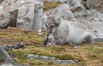 Scotland to Spitsbergen: Puffins, Sea Ice and Wildlife