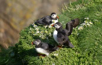 Scotland to Spitsbergen: Puffins, Sea Ice and Wildlife