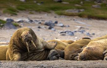 Svalbard in Summer: Tundra, Whales and Wildlife