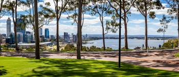 Panorama af citronduftende gummitræer og Perth Central Business District fra Kings Park, Perth, Australien