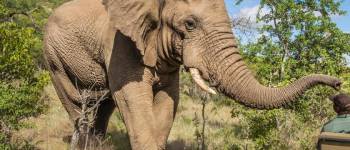 Sydafrika - kruger - safari - elefant Safari i Sydafrika
