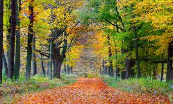 Scenic Fall Road