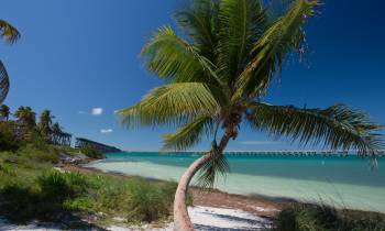 a beach with a palm tree in front of a body of water