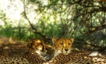 a cat sitting on top of a leopard
