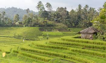 rice terraces ubud