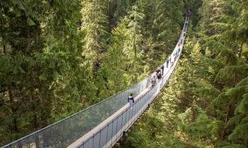 a bridge over a forest