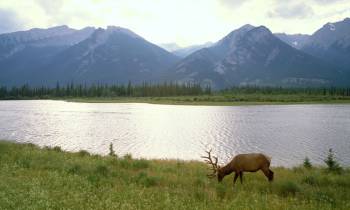 Elk, Canadian Rockies, Jasper National Park, Alberta