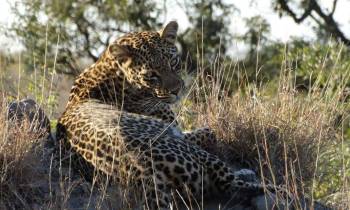 a leopard standing on a dry grass field