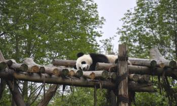 Panda in Chengdu