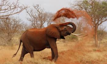 a large brown elephant standing in the grass