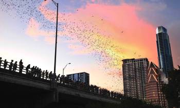 South Congress Bat Bridge