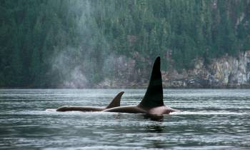 Orcas
