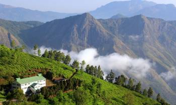 Tea Plantation in Kerala