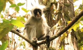 a monkey sitting on a branch