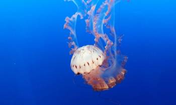 Jellyfish exhibit at the Monterey Bay Aquarium