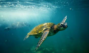 Green Sea Turtle