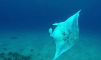 Manta Ray