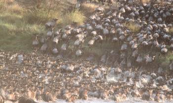 Great migration river