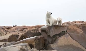 Polar Bears Summer Arctic Adventure Cr Destination Canada