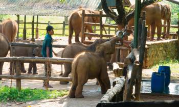 Elephant transit home - Udawalawe