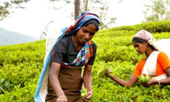 Tea pickers