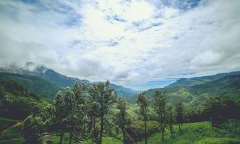 A Tea Plantation on the hill station of Munnar, in Kerala, India