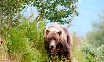 Grizzly Bear