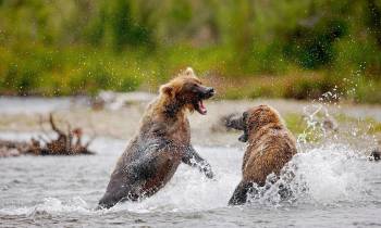 Bears in Katmai National Park