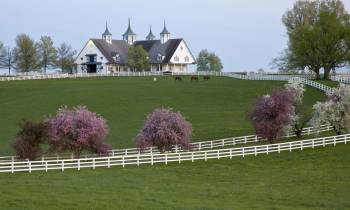 Cottages at a distance surrounded by green grass and trees in a horse farm in Kentucky