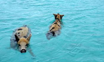 a brown bear swimming in a pool of water