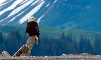 Bald Eagle